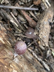 Coprinopsis clastophylla