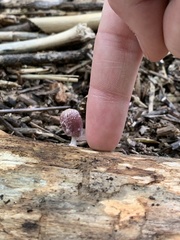 Coprinopsis clastophylla