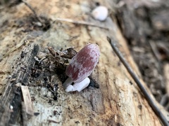 Coprinopsis clastophylla