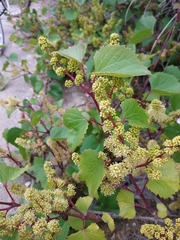Vitis rupestris