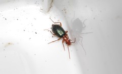Brachinus crepitans