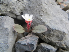 Claytonia umbellata