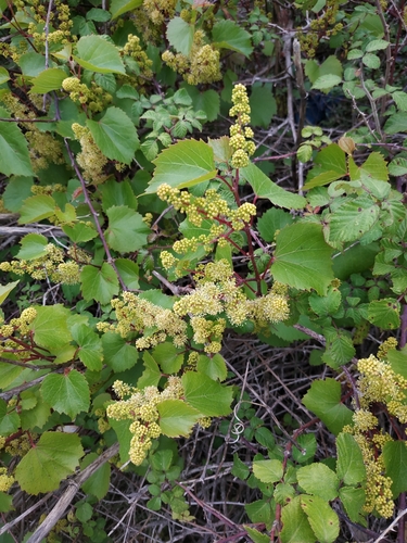 Image of Vitis rupestris by (c) Tim Johnson, some rights reserved (CC BY)