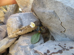 Claytonia umbellata