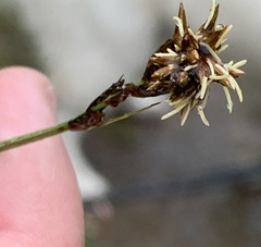 Carex disticha