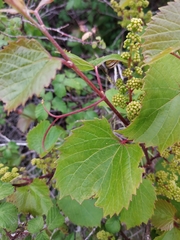 Vitis rupestris