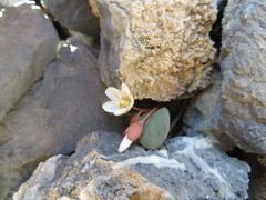 Claytonia umbellata