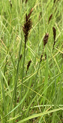 Carex disticha