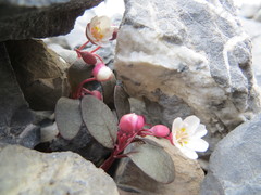 Claytonia umbellata