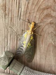 Protohermes costalis