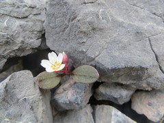 Claytonia umbellata