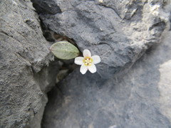 Claytonia umbellata