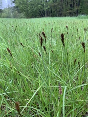 Carex disticha