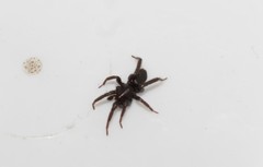 Drassyllus praeficus