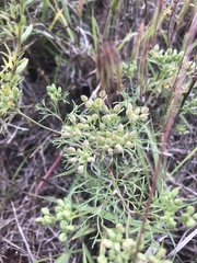 Ammoselinum popei