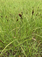 Carex disticha