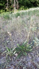 Plantago lanceolata