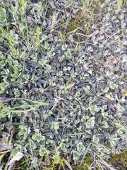 Antennaria dioica