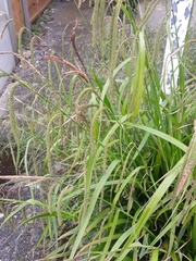 Carex pendula