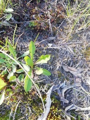 Taraxacum officinale