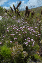 Disparago