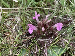 Pedicularis sylvatica