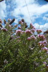 Disparago