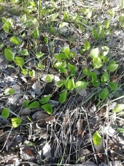 Maianthemum bifolium