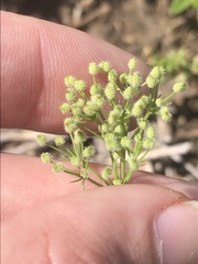 Spermolepis echinata