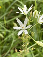 Ornithogalum