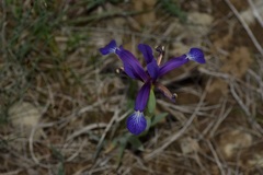 Iris reichenbachiana