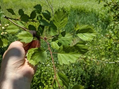 Crataegus coccinea
