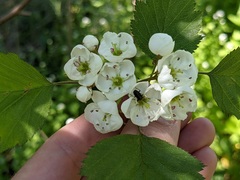 Crataegus coccinea