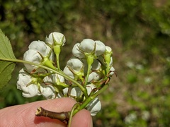 Crataegus coccinea