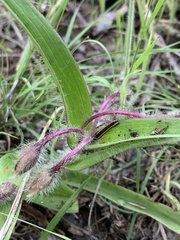 Tradescantia tharpii