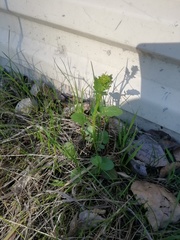 Barbarea vulgaris