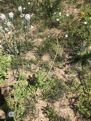 Oenothera cinerea cinerea