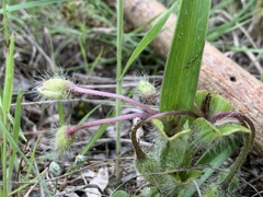 Tradescantia tharpii
