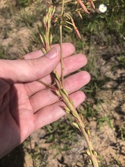 Oenothera cinerea cinerea