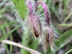 Tradescantia tharpii