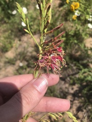 Oenothera cinerea cinerea