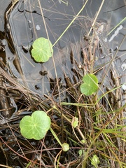 Hydrocotyle vulgaris