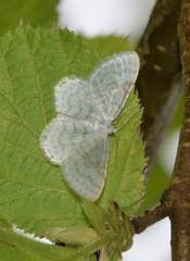 Asthena albulata