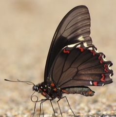 Battus polydamas polydamas