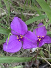 Tradescantia tharpii