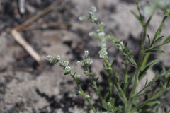 Johnstonella micromeres