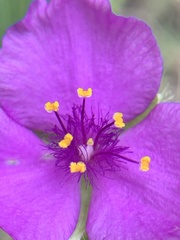 Tradescantia tharpii