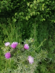 Carduus pycnocephalus