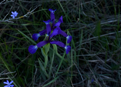 Iris reichenbachiana