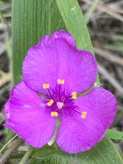 Tradescantia tharpii